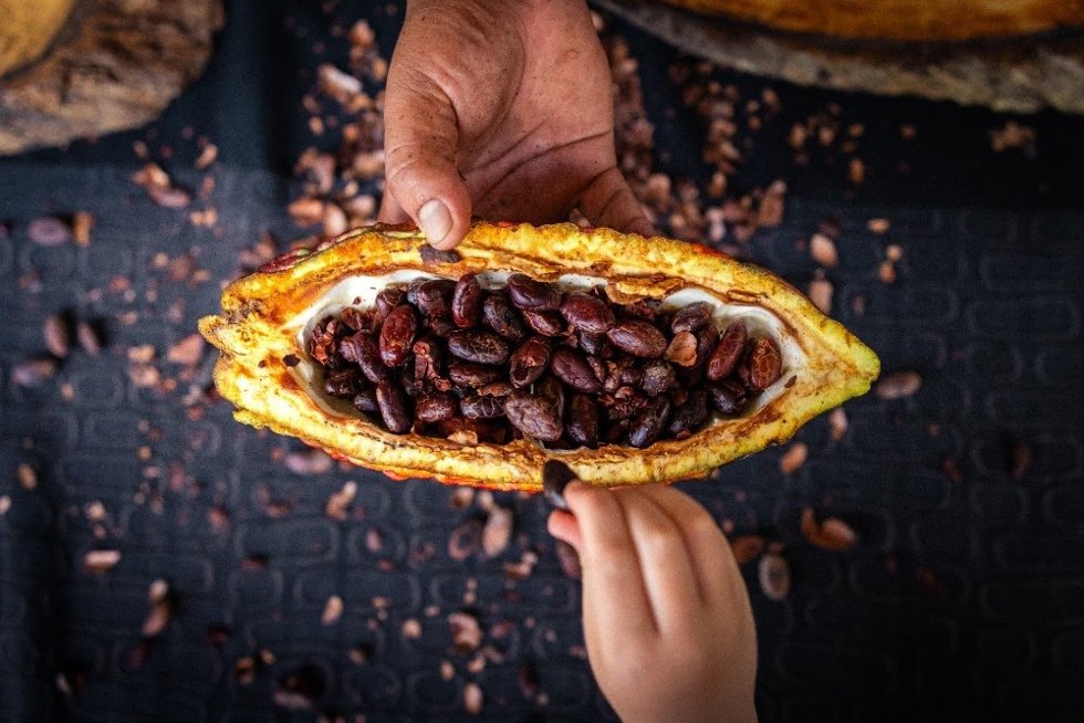 Ecuador ofrece multitud de experiencias turísticas para celebrar su rica herencia cacaotera