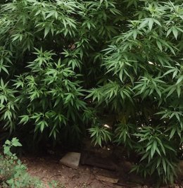 Archivo - Plantación de marihuana. Imagen de archivo.