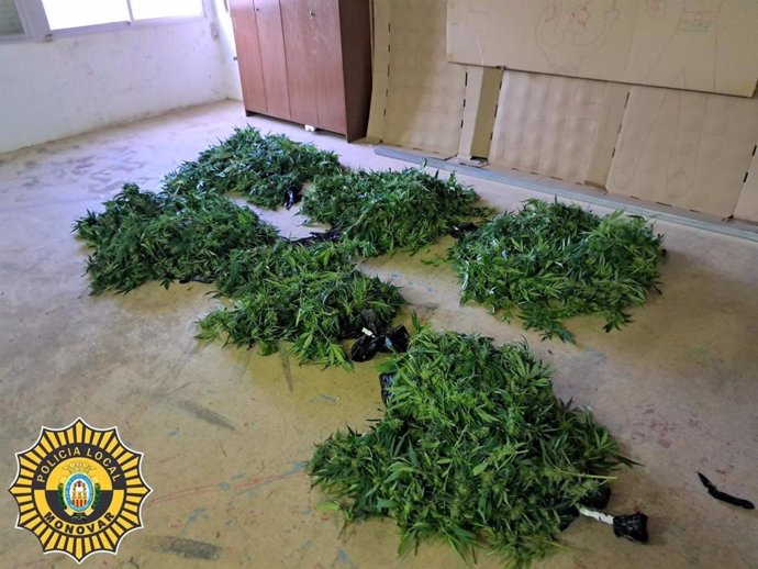 Dos detenidos y desmantelada una plantación de marihuana indoor en un piso ocupado en Monòver