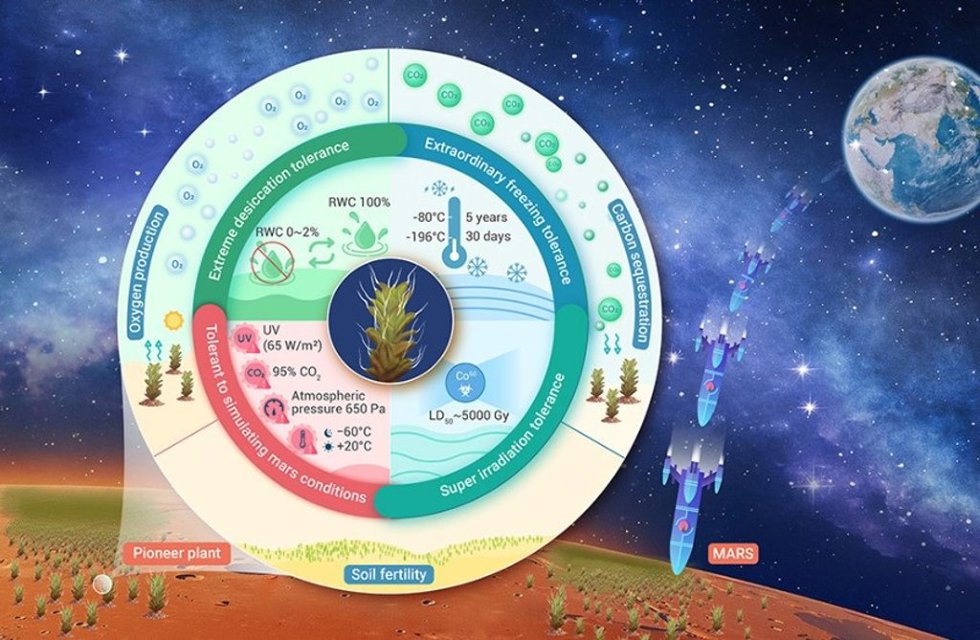Abastract gráfico de las propiedades del musgo Syntrichia caninervis