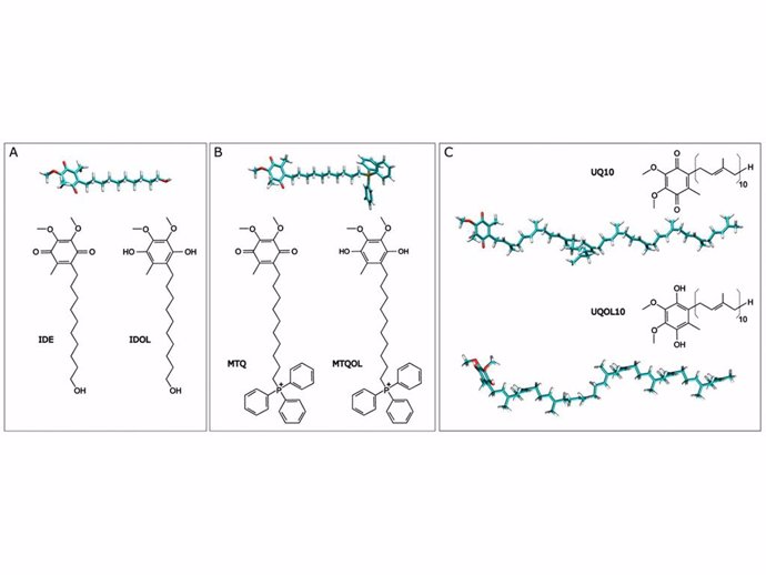 Archivo - Un estudio de la UMH muestra moléculas más solubles que cumplen una función antioxidante más completa en las células