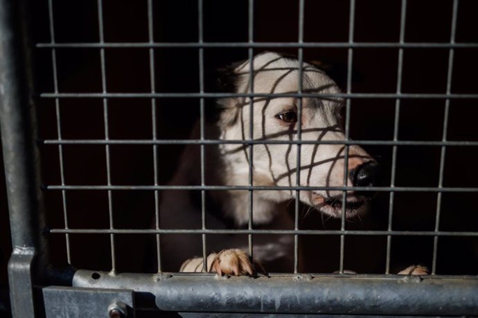 Archivo - Un perro en una jaula en la protectora animal ALBA, a 2 de febrero de 2023, en Camarma de Esteruelas, Madrid (España). 