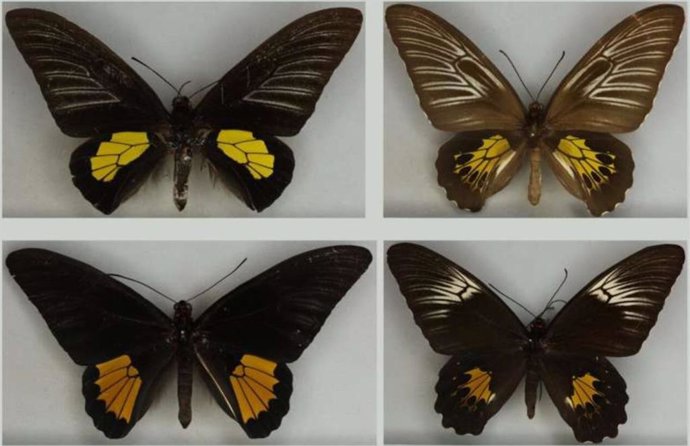 Mariposas de alas de pájaro del grupo de especies Troides haliphron, en las que se observó que las hembras (derecha) eran visiblemente más diversas que los machos (izquierda).