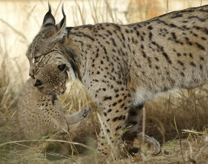 Archivo - Lince ibérico en una imagen de archivo.