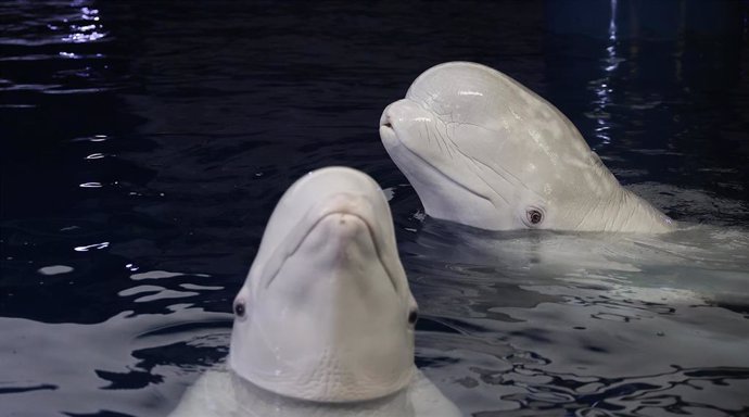 Las dos belugas rescatadas de Ucrania, Plombir y Miranda, durante una sesión veterinaria en el Oceanogràfic de Valencia, a 1 de julio de 2024, en Valencia.