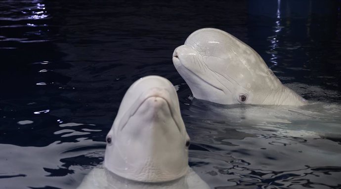 Les dues belugas rescatades d'Ucraïna, Plombir i Miranda, durant una sessió veterinària a l'Oceanogràfic de València, a 1 de juliol del 2024, a València.