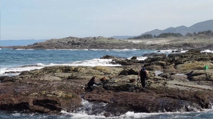 Descenso de la semilla del mejillón en Galicia.