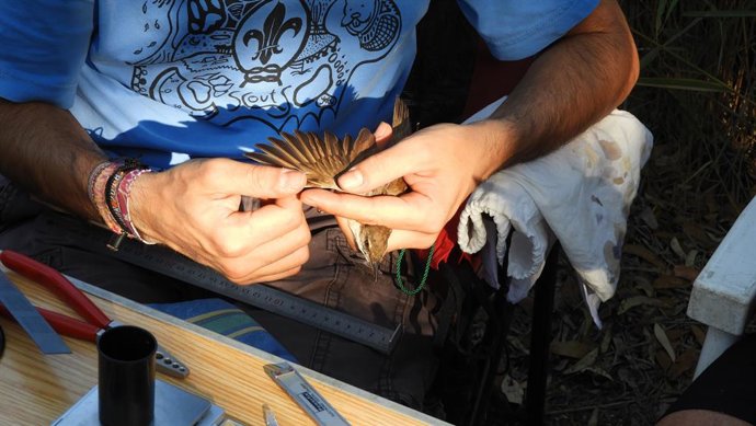 Investigador avalua productivitat de les aus