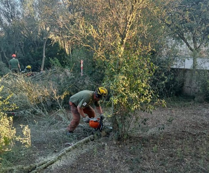 Ibanat y la Dirección General de Agricultura, Ganadería y Desarrollo Rural colaboran en la eliminación de acebuches afectados por la 'Xylella Pauca ST53' en una parcela próxima al cementerio de Sencelles