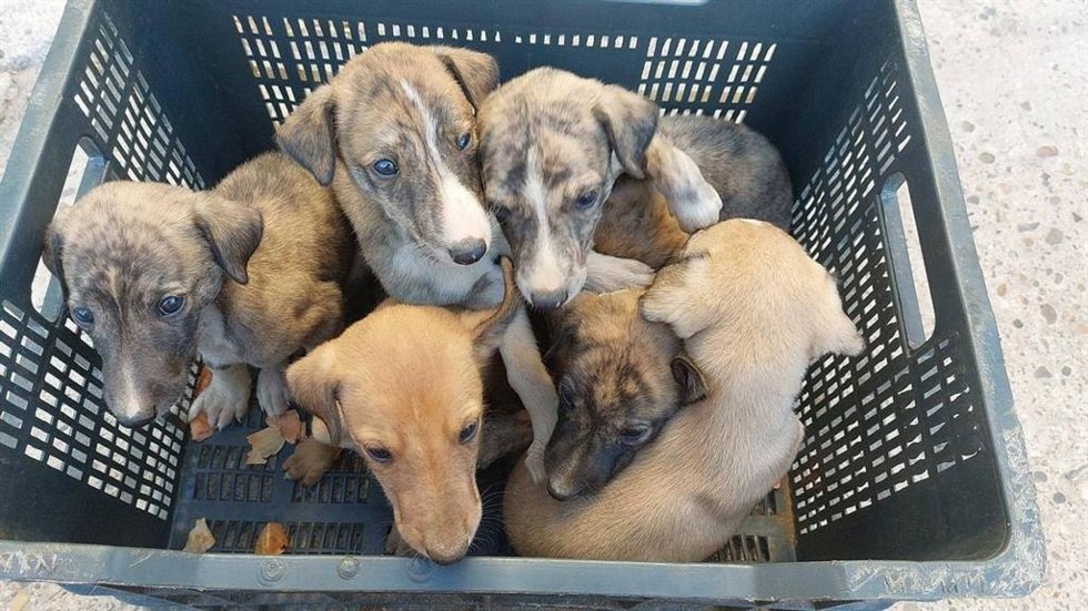 PACMA tacha de insuficientes las medidas contra abandono de animales y denuncia el abandono de 300.000 al año en España.