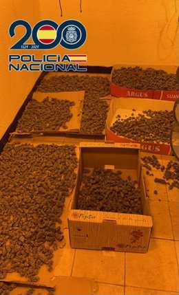 Cogollos de marihuana localizados en una vivienda de Granada.