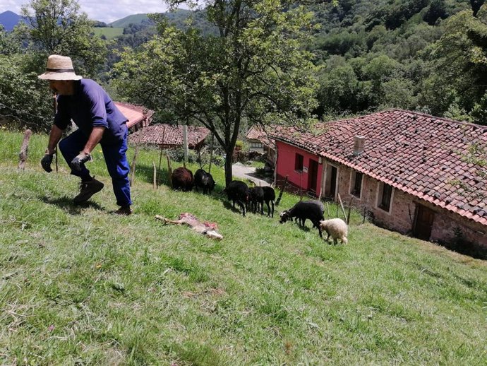 Nuevo ataque del lobo a ovejas en Mieres.