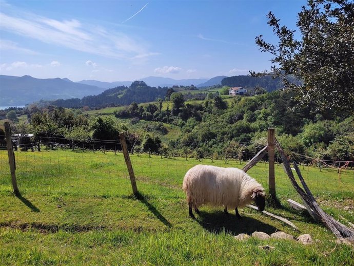 Archivo - Jornada soleada en un paraje de Urdaibai (Bizkaia)