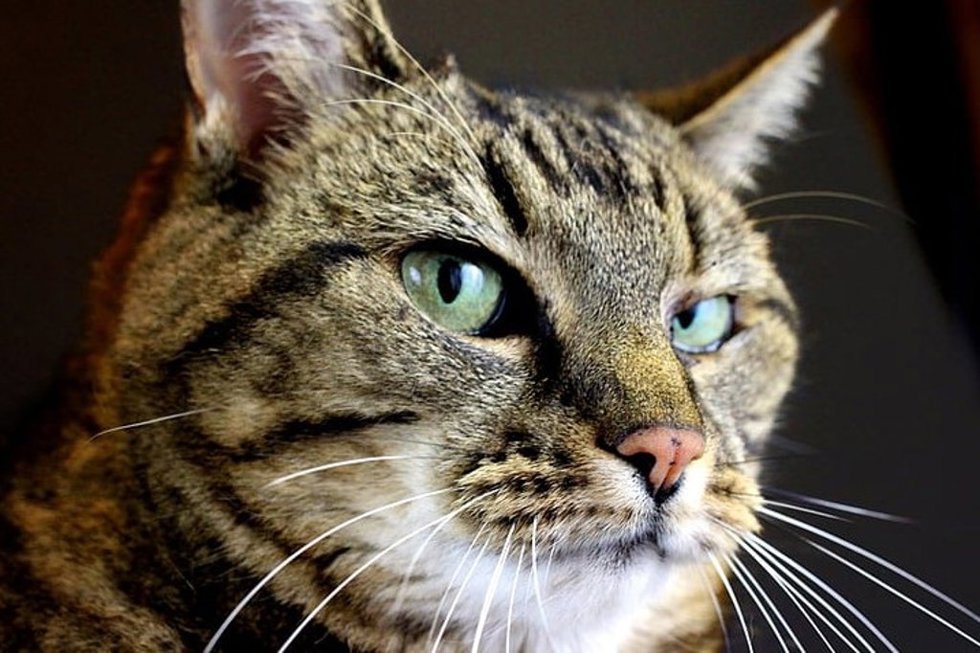 Cara de gato atigrado marrón