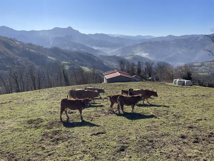 Imagen de archivo de vacas y terneros