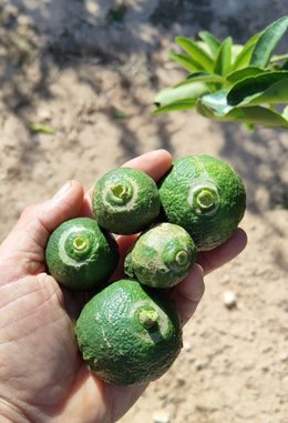 Fruto afectado por la plaga