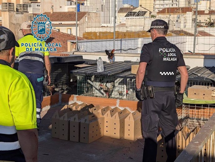 Operación de la Policía Local en el que han desmantelado un criadero ilegal de gallos de pelea en Málaga