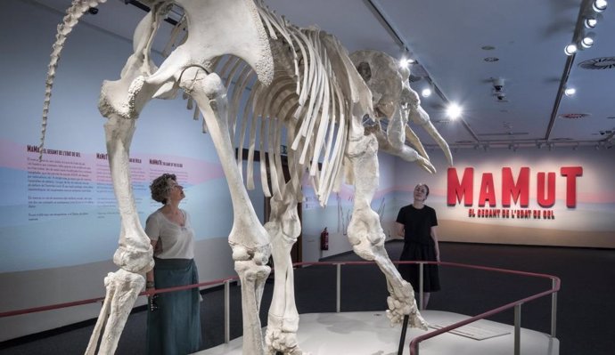 Fósil de mamut, parte de la muestra 'Mamut. El gigante de la edad de hielo', en CaixaForum Palma.