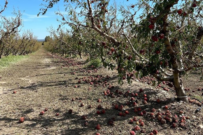 La tormenta ha afectado a más de 4.000 hectáreas de cultivo