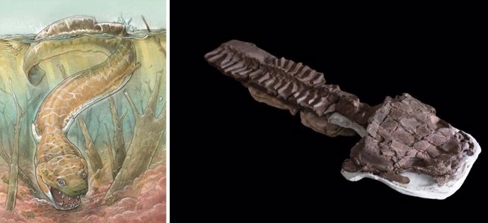 Izquierda: Representación artística de Gaiasia jennyae./  Derecha: Esqueleto, incluidos el cráneo y la columna vertebral, de Gaiasia jennyae.