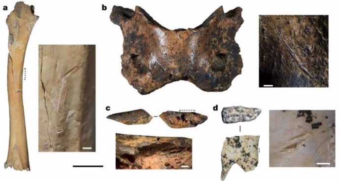 Ejemplos de especímenes de fauna modificados antropogénicamente y herramientas óseas.