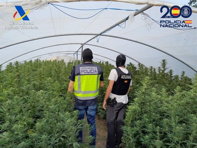 Dos detenidos en Alcalá de Guadaíra por cultivo de más de 500 plantas marihuana.