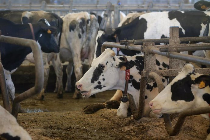 Archivo - Vacas de una ganadería de lácteo en Sabadelle, a 7 de agosto de 2023, en Chantada, Lugo, Galicia (España). Ganaderos gallegos han denunciado en los últimos días "abandono" por parte de la Xunta ante la vacunación contra la lengua azul. A este re