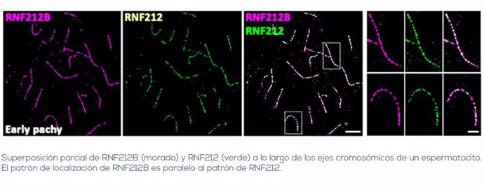 Centro de Investigación de Cáncer