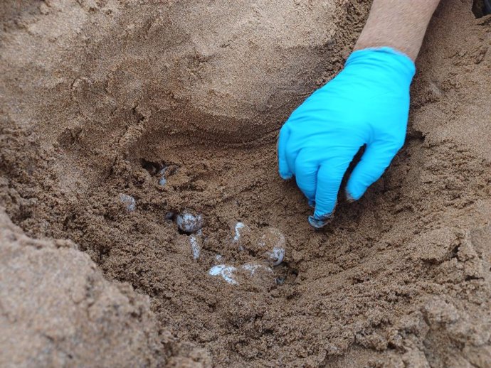 Archivo - Huevos de tortuga boba hallados en la playa Negrete y el biólogo del Centro El Valle realiza la traslocación de los huevos de la tortuga boba a la playa de Calblanque