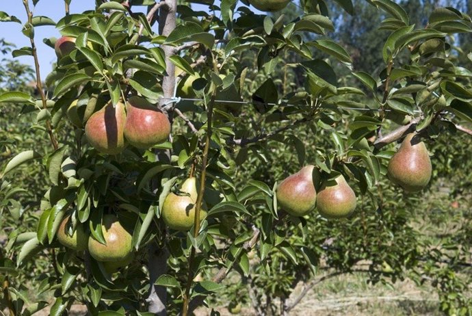 Un campo de manzanas