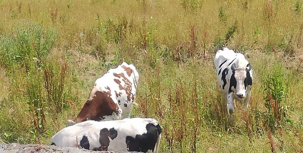 Archivo - Vacas