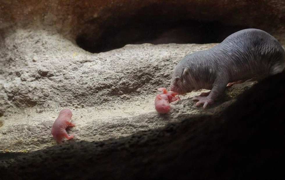 Archivo - Nace en Bioparc Valncia una nueva camada de la rata topo