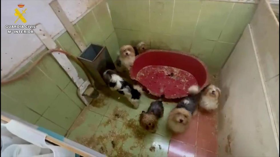 Criadero clandestino de perros Yorkshire en Burgos