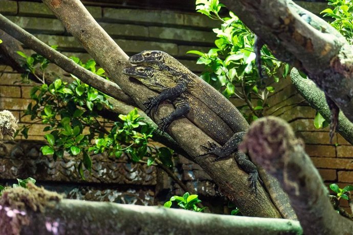 Dragón de Komodo