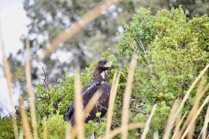 Agentes Forestales devuelven a su nido a un pollo de águila real herido hace un tiempo