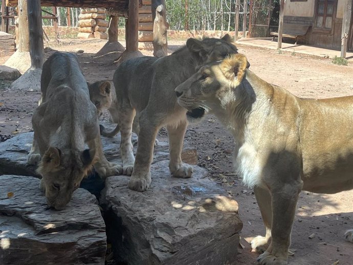 Los leones africanos Makulu, Silbán e Irati, que nacieron en el Parque Terra Natura de Murcia, cumplen un año