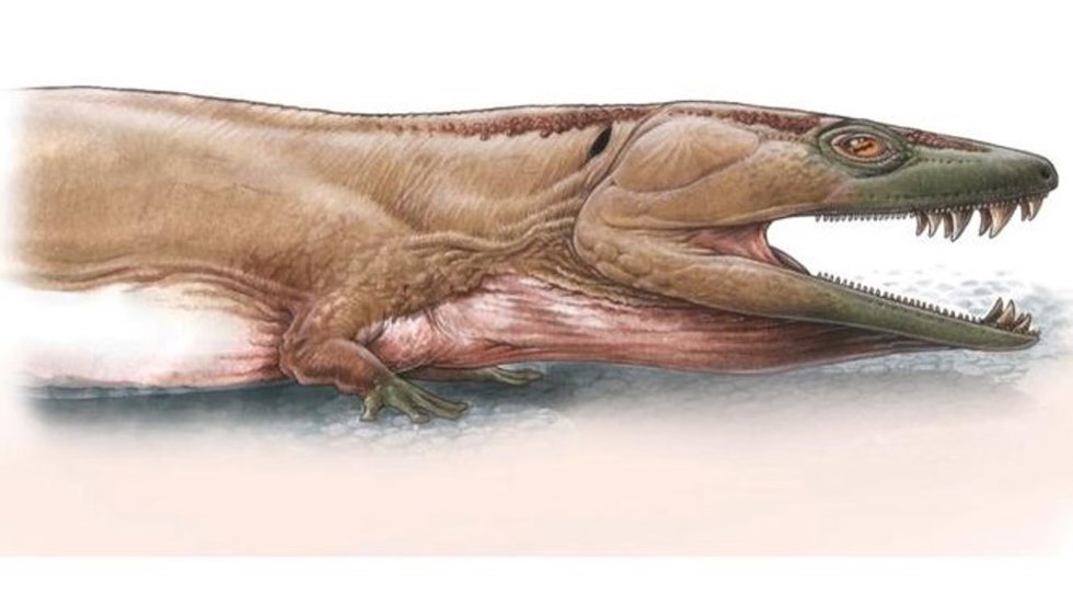 Reconstrucción artística de Gaiasia jennyae