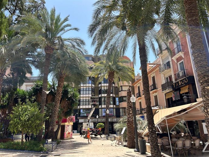 Una palmera de la Glorieta d'Elx es partix en dos i cau sobre una terrassa d'hosteleria