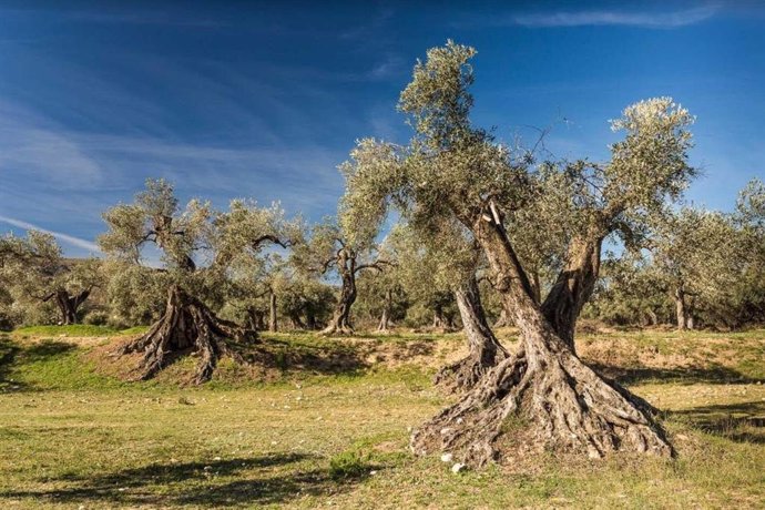 Olivos centenarios en la provincia de Teruel.