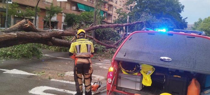 Se produjeron caías de árboles y ramas