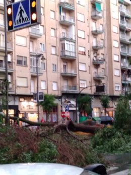 Caída de un árbol en la calle San Millán de Logroño