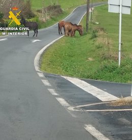 Animais propiedade dun dos investigados