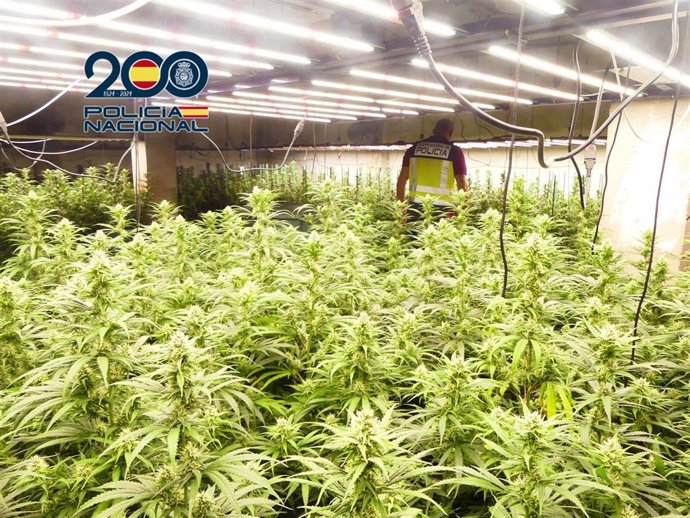 Cultivo de marihuana con cerca de 1.000 plantas desmantelado por la Policía Nacional en la comarca valenciana de la Safor.