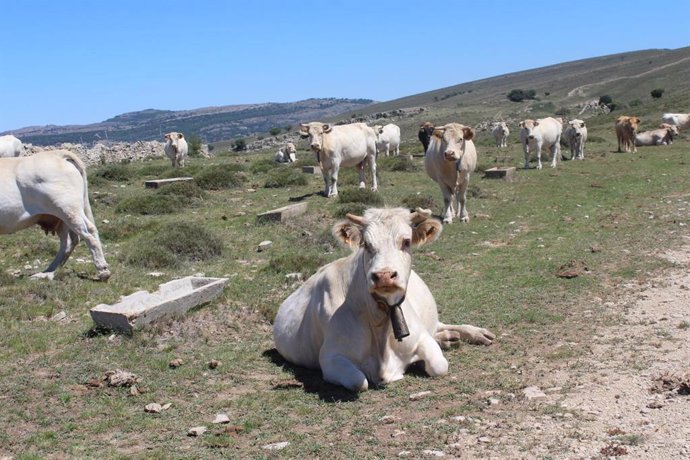 Vacas