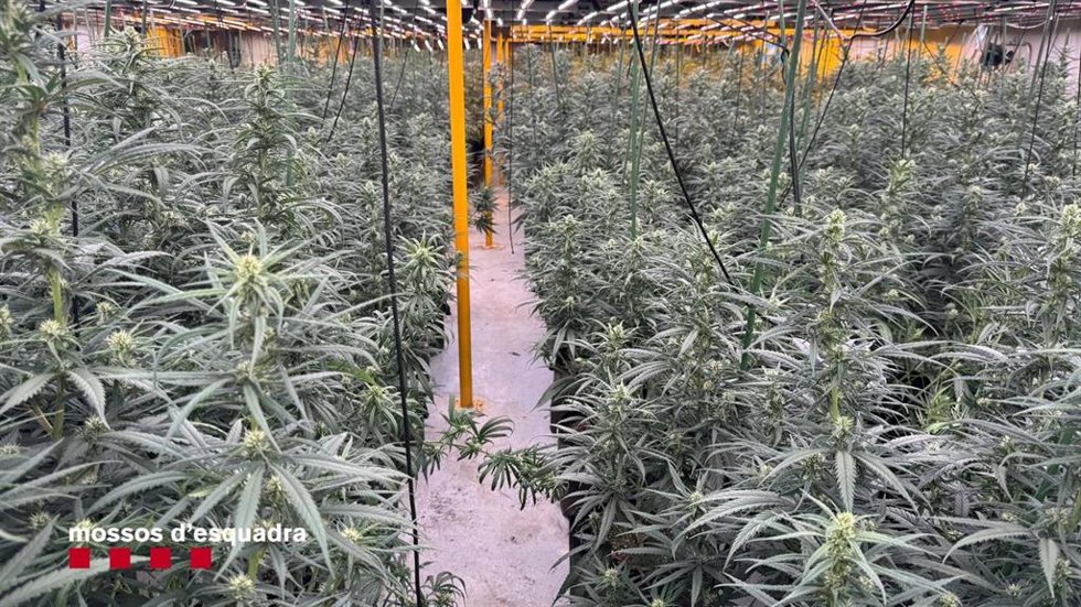 Imagen de la plantación de marihuna de Sant Feliu de Codines.