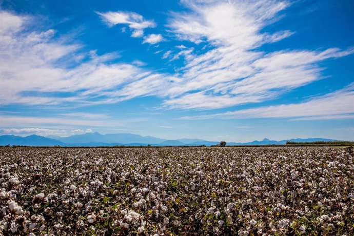 Campos de algodón europeo