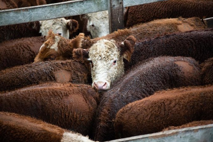 Archivo - June 22, 2021, Ciudad de Buenos Aires, Buenos Aires, Argentina: Cows in their pen waiting to be sold, livestock and meat production auctions in Argentina..After weeks of dispute over the value of meat, where the Government prohibited the export 