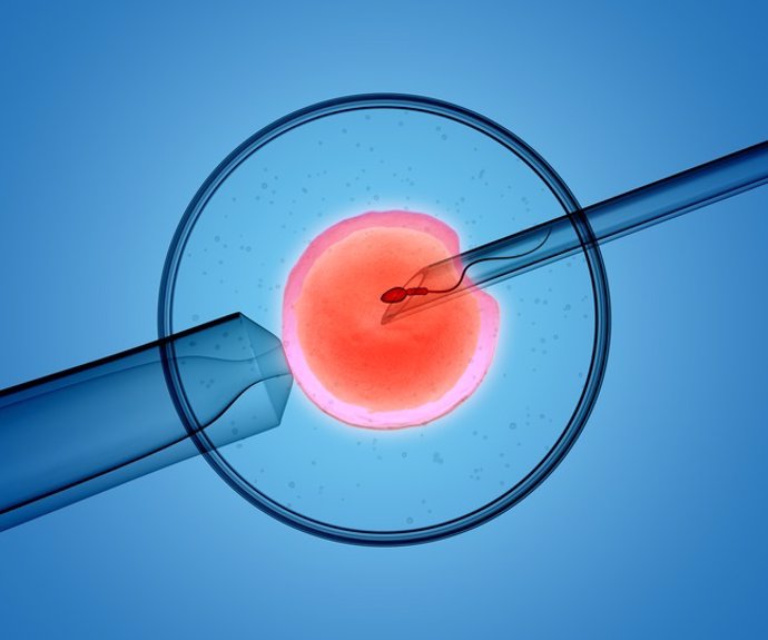 Archivo - Representación en 3D del proceso icsi (inyección intracitoplasmática de espermatozoides), en el que un único espermatozoide se inyecta directamente en un óvulo.