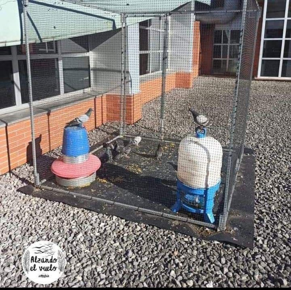 Jaulas con palomas dentro en Oviedo.