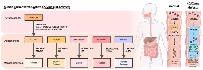 Investigación sobre síndrome de colón irritable